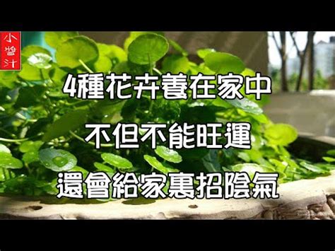 福祿桐為什麼會開花|【福祿桐開花風水】福祿桐開花風水解析：招福迎祿，。